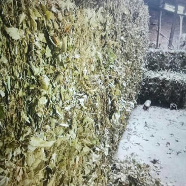 淫羊藿，柔毛淫羊藿，尖叶淫羊藿