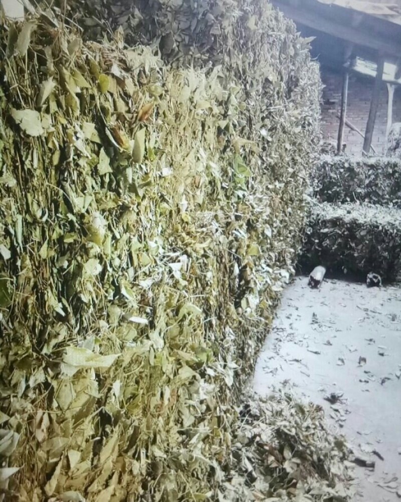 淫羊藿，柔毛淫羊藿，尖叶淫羊藿