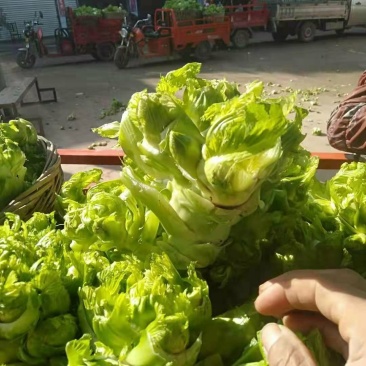 加工厂的儿菜