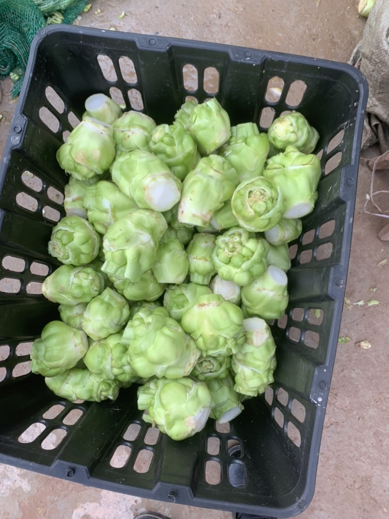 榨菜基地大量有货：有需要的老板欢迎随时联系