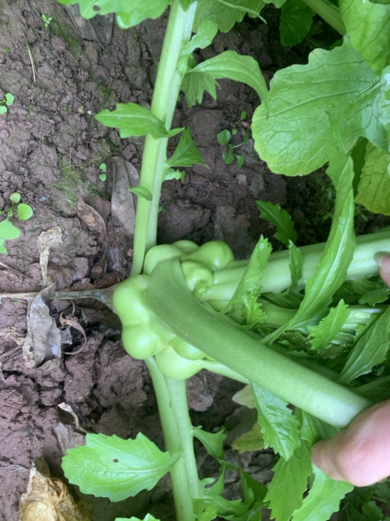 榨菜基地大量有货：有需要的老板欢迎随时联系