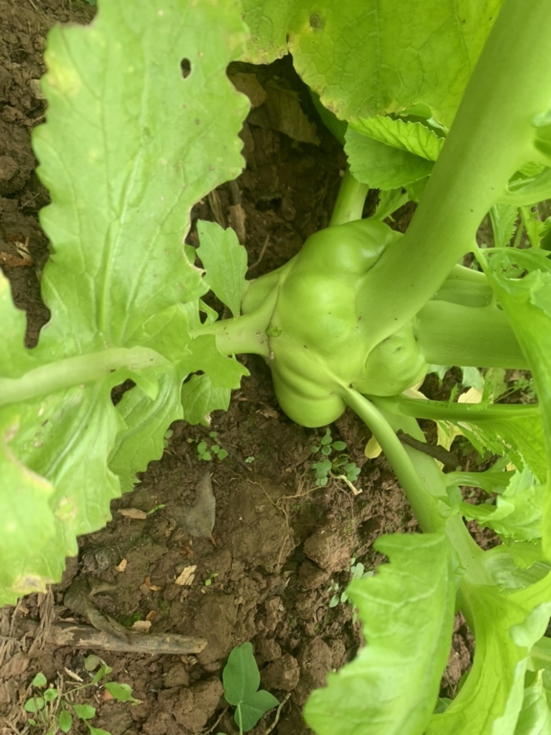 榨菜基地大量有货：有需要的老板欢迎随时联系