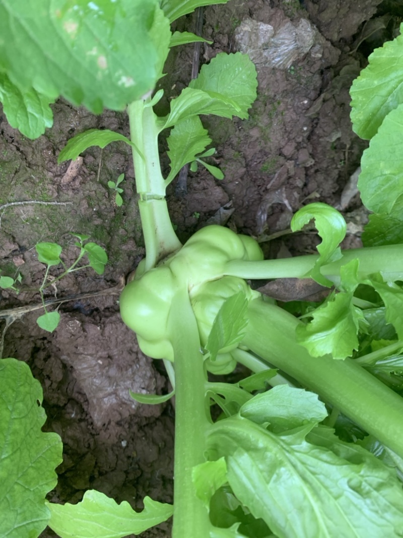 榨菜基地大量有货：有需要的老板欢迎随时联系