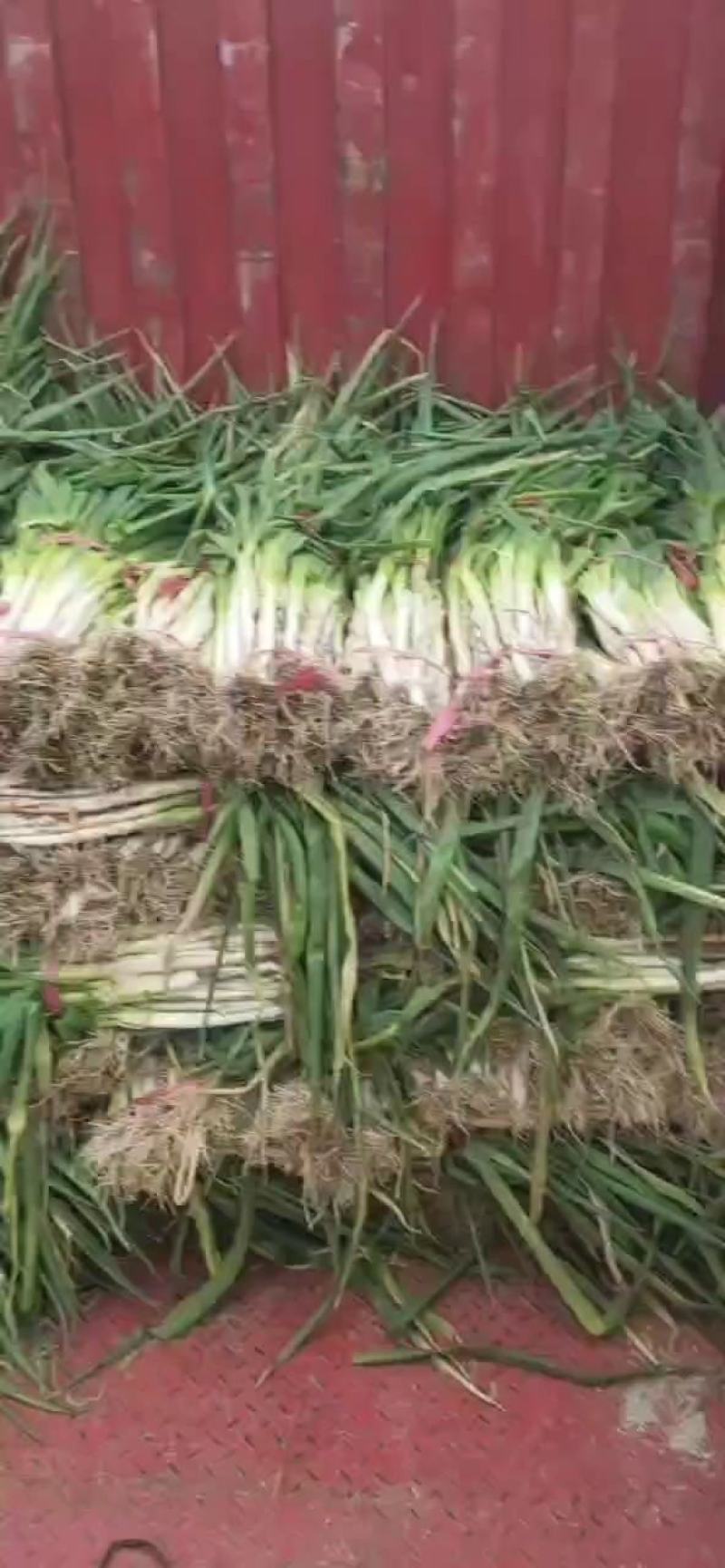 【优质】大葱唐河长白大葱产地现挖品质保证供应全国