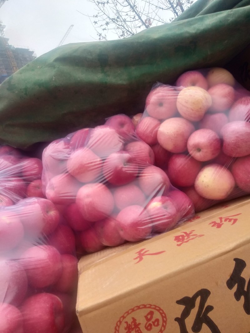 甘肃天水秦安红富士苹果大量有货，可长期合作