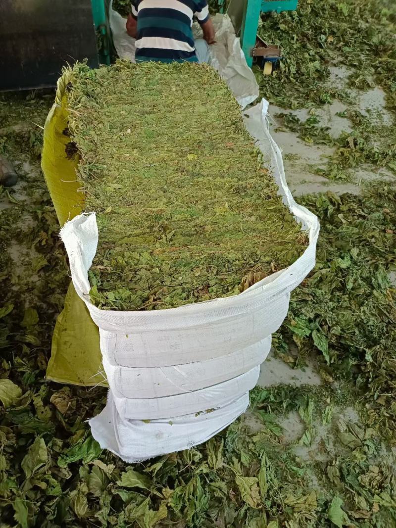 霜桑叶色青无中间商