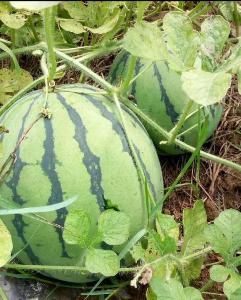 特大抗枯二号西瓜籽西瓜种子大棚种植早熟抗病耐四季蔬菜种孑