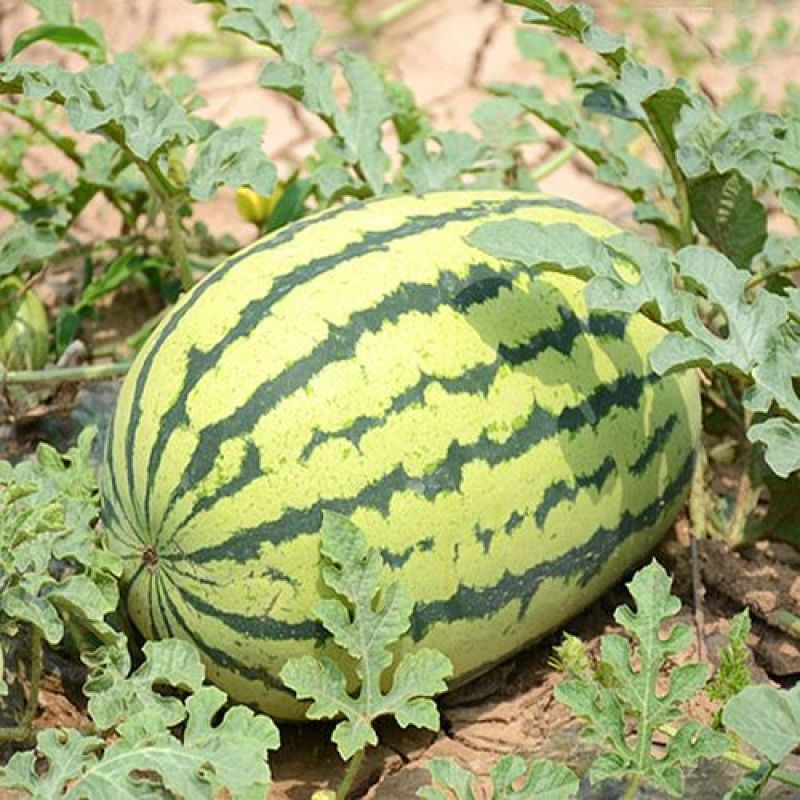 特大抗枯二号西瓜籽西瓜种子大棚种植早熟抗病耐四季蔬菜种孑
