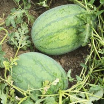 特大抗枯二号西瓜籽西瓜种子大棚种植早熟抗病耐四季蔬菜种孑