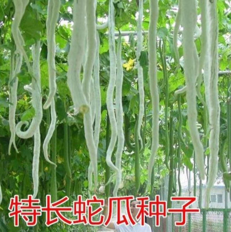 昌丰蛇豆种子高产蛇形长豆角蛇瓜种子春秋播观食两用种籽