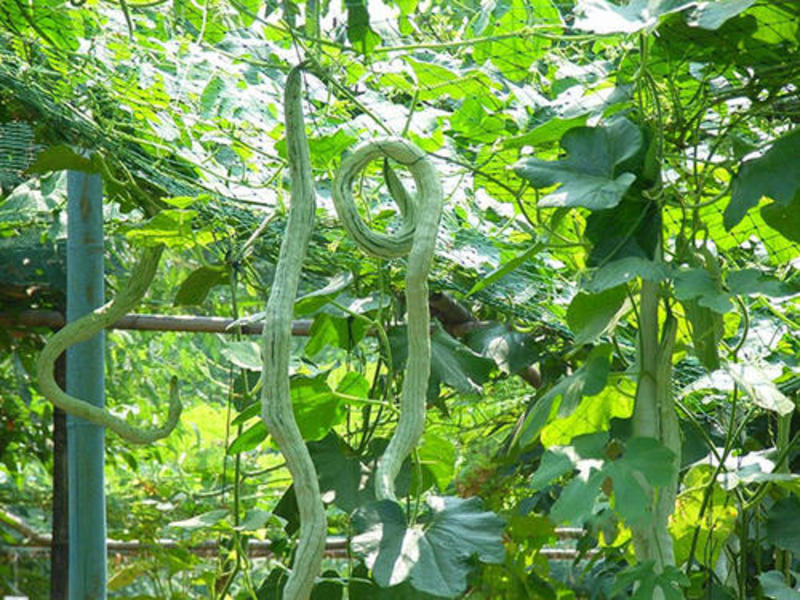 昌丰蛇豆种子高产蛇形长豆角蛇瓜种子春秋播观食两用种籽