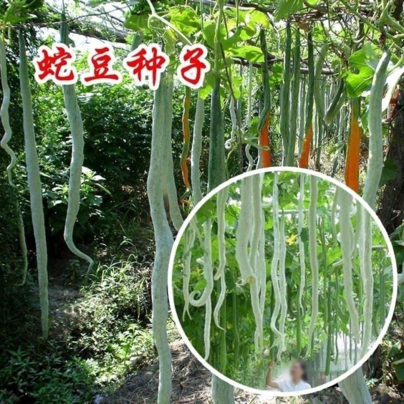 昌丰蛇豆种子高产蛇形长豆角蛇瓜种子春秋播观食两用种籽