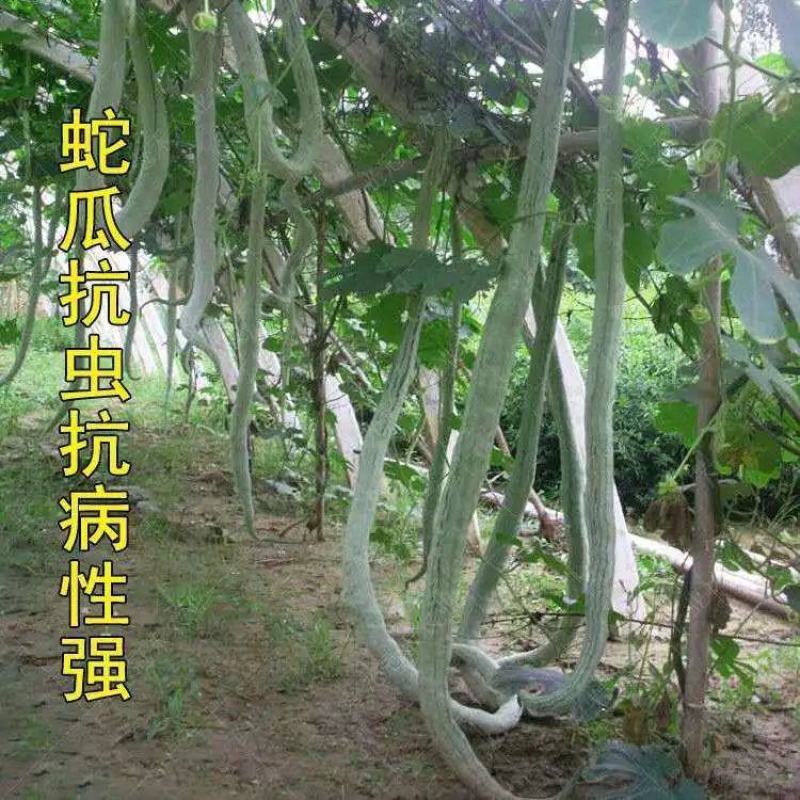昌丰蛇豆种子高产蛇形长豆角蛇瓜种子春秋播观食两用种籽