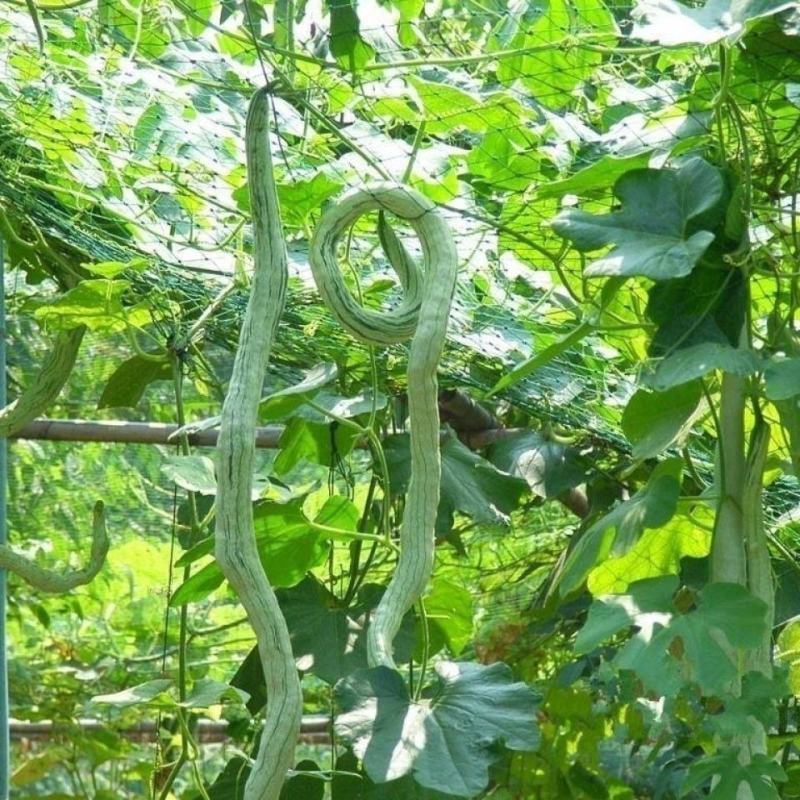 昌丰蛇豆种子高产蛇形长豆角蛇瓜种子春秋播观食两用种籽