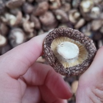 泌阳干香菇，精选，油面菇，基地直供，量大可惠