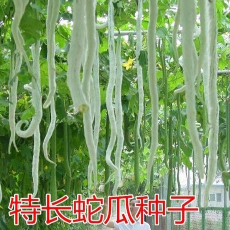 昌丰蛇豆种子高产蛇形长豆角蛇瓜种子春秋播观食两用种籽