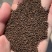 紫苏种子一年生草本提供种植技术一件代发