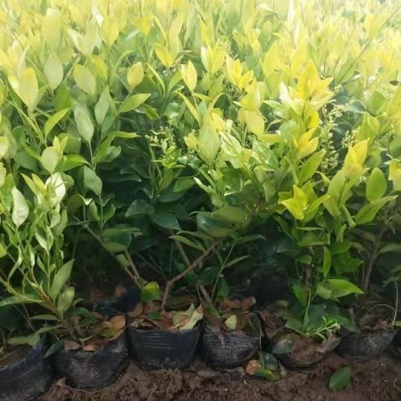金森女贞色块苗大杯苗庭院绿植工程绿化