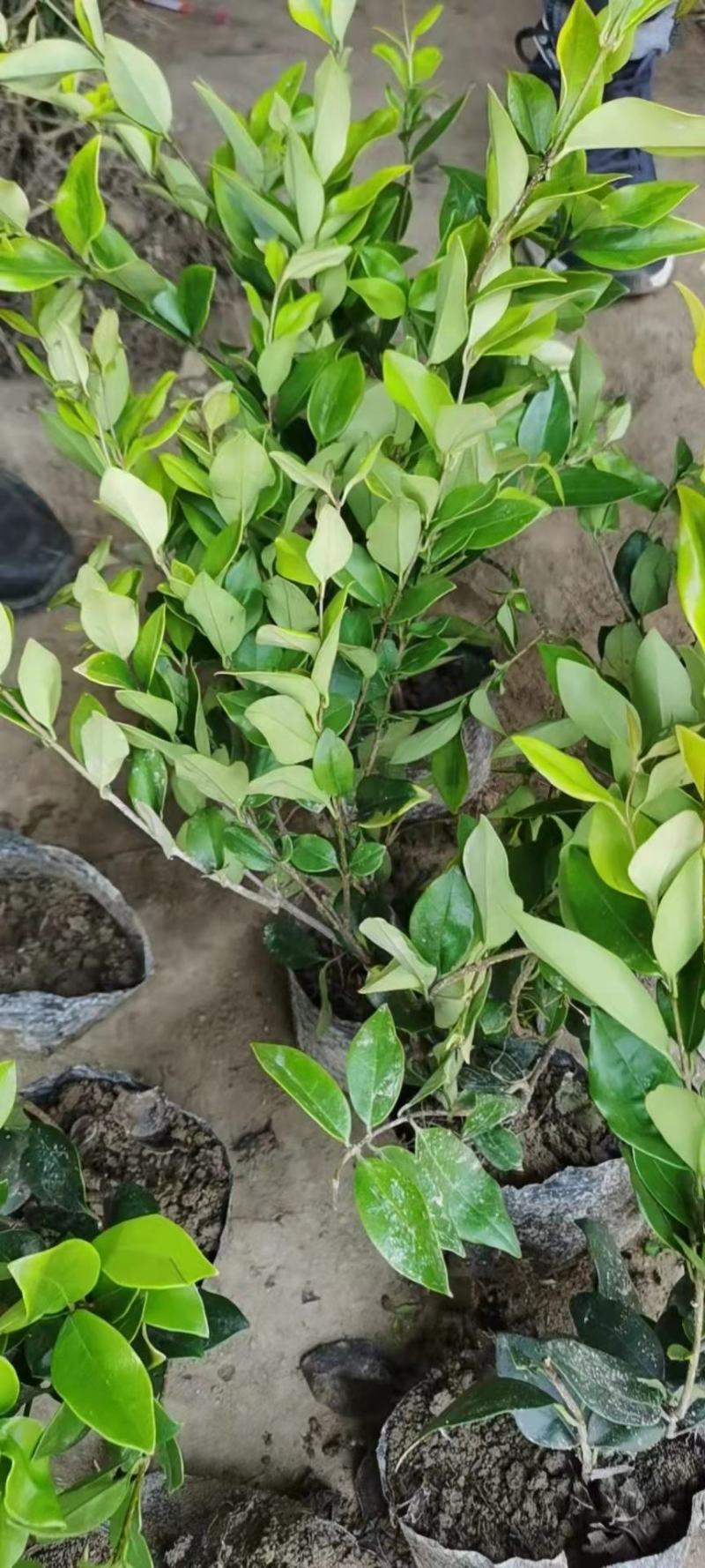 金森女贞色块苗大杯苗庭院绿植工程绿化