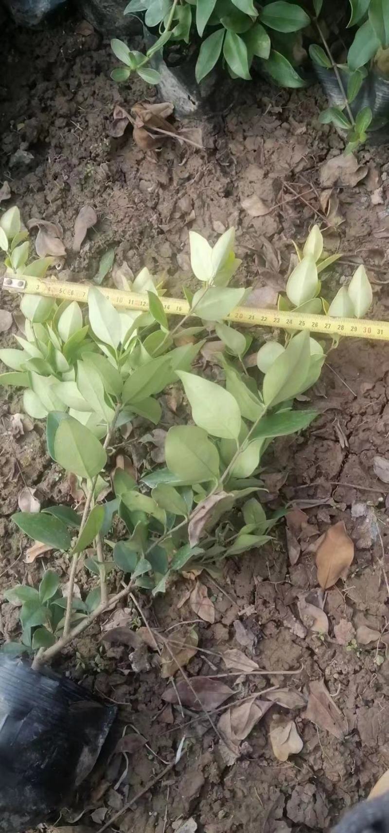金森女贞色块苗大杯苗庭院绿植工程绿化
