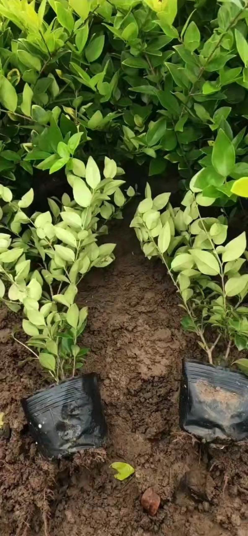 金森女贞色块苗大杯苗庭院绿植工程绿化