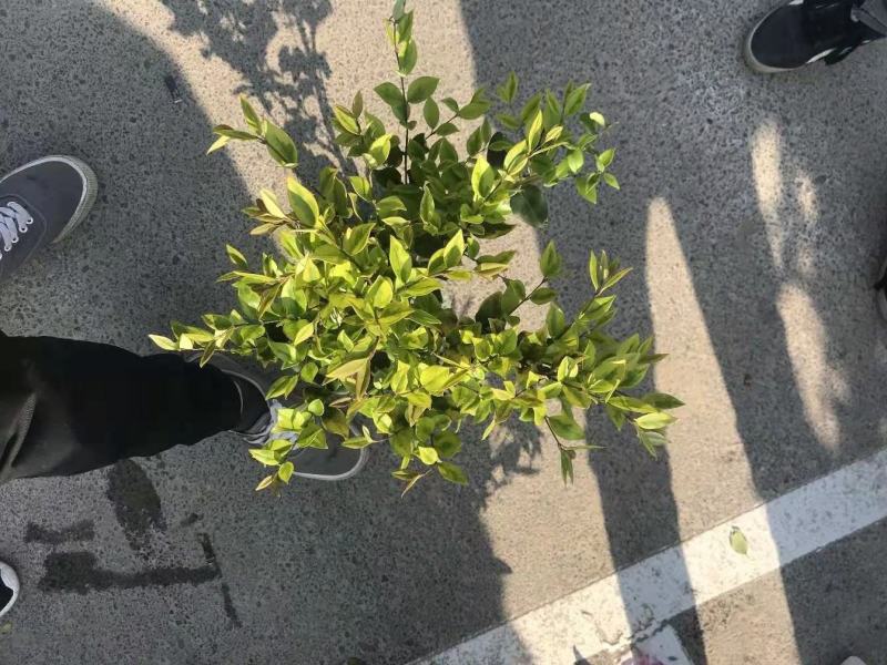 金森女贞色块苗大杯苗庭院绿植工程绿化