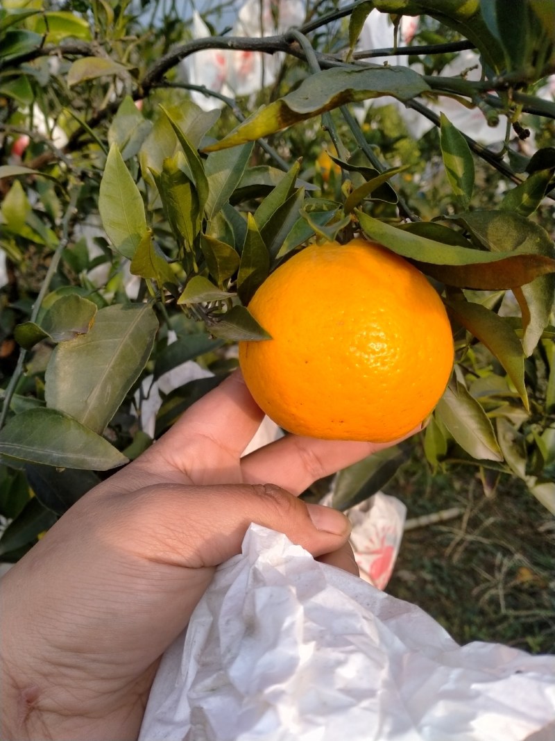 四川耙耙柑大量上市。纯甜口感好。薄皮的。