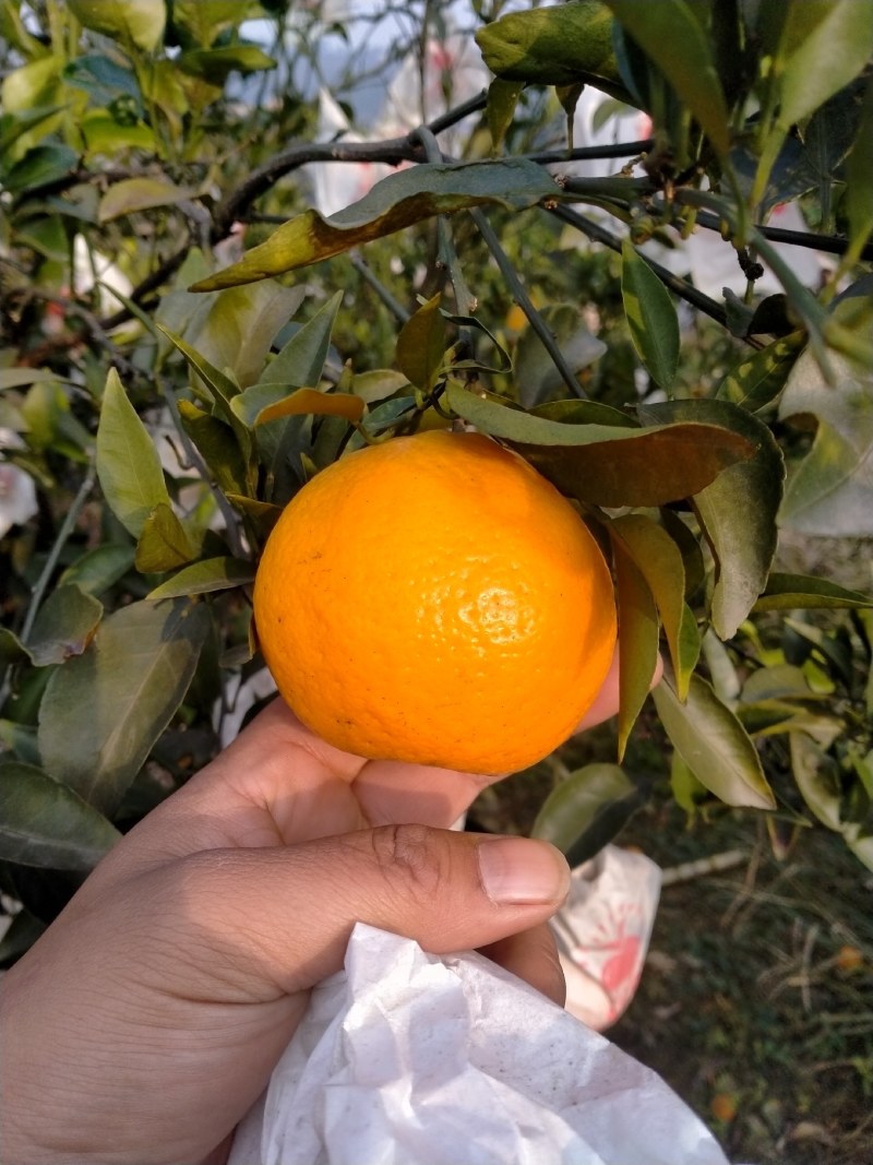 四川耙耙柑大量上市。纯甜口感好。薄皮的。