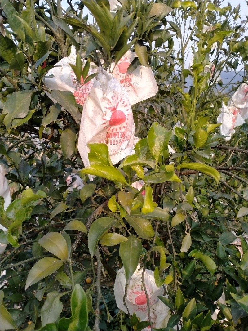 四川耙耙柑大量上市。纯甜口感好。薄皮的。