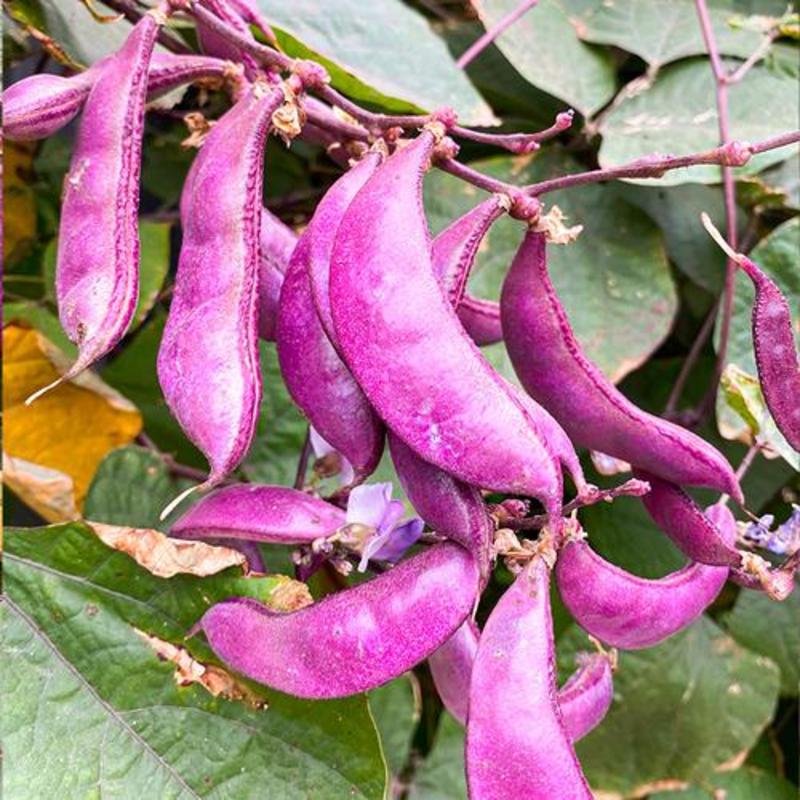 摘不败红眉豆种子苗高产豆角紫扁豆种籽农家南方种春四季蔬菜