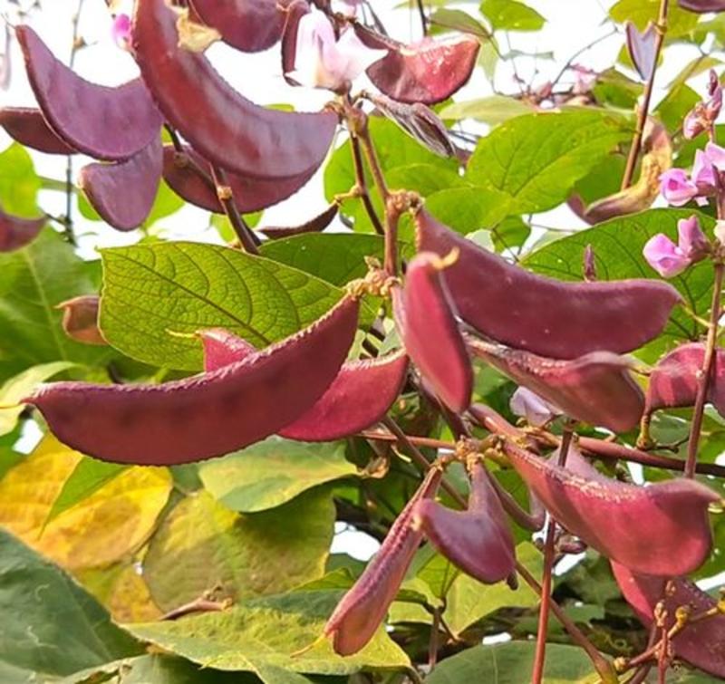 摘不败红眉豆种子苗高产豆角紫扁豆种籽农家南方种春四季蔬菜