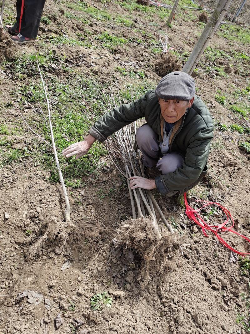 徐州李氏园林苗圃出售1/12公分红冠红枫树，诚信经营