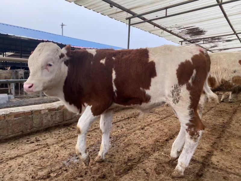 西门塔尔牛犊肉牛犊黄牛犊黄牛苗包送货欢迎咨询