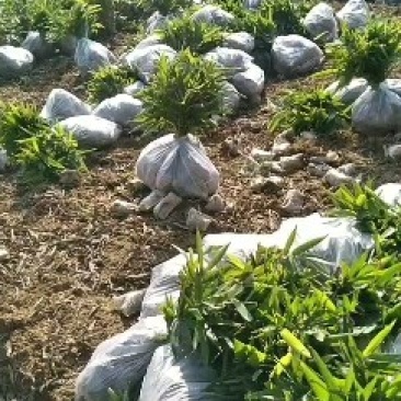 一年楠竹苗优质无纺布杯苗，苗子健壮根系发达成活率高