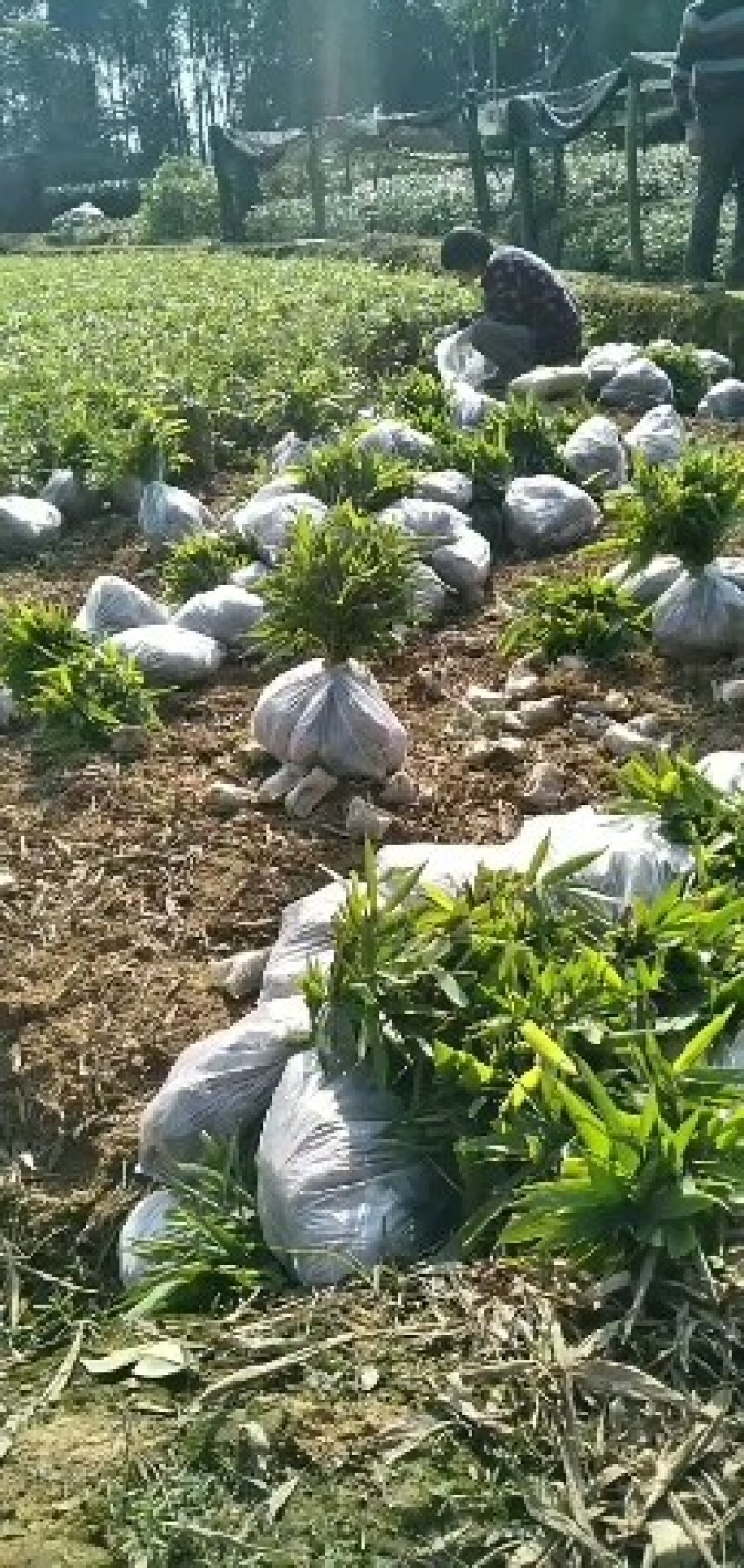 一年楠竹苗优质无纺布杯苗，苗子健壮根系发达成活率高