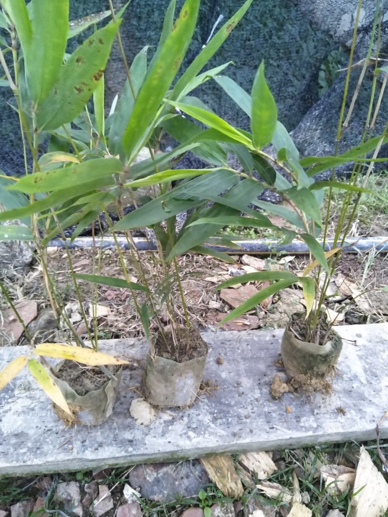 一年楠竹苗优质无纺布杯苗，苗子健壮根系发达成活率高