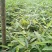 一年楠竹苗优质无纺布杯苗，苗子健壮根系发达成活率高