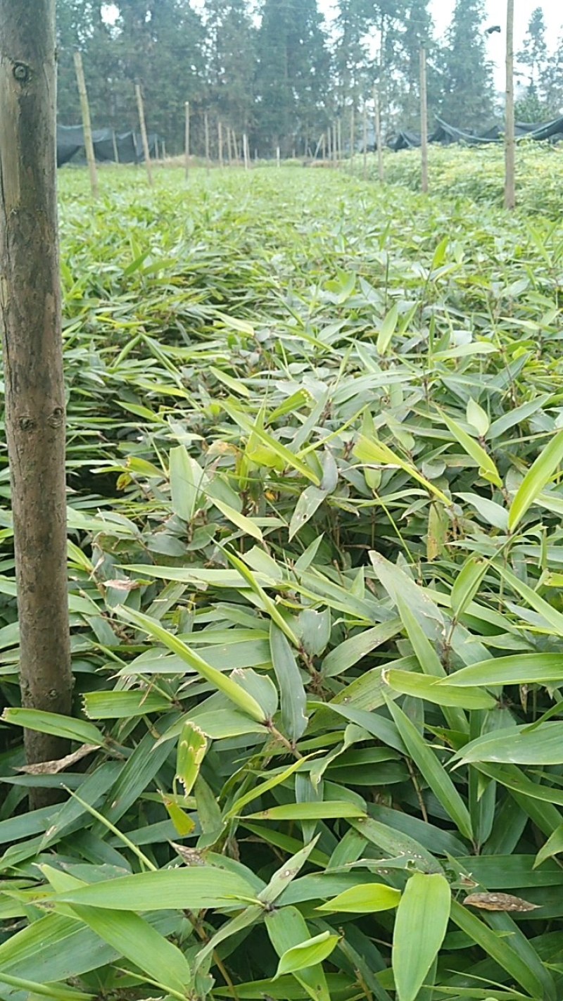 一年楠竹苗优质无纺布杯苗，苗子健壮根系发达成活率高
