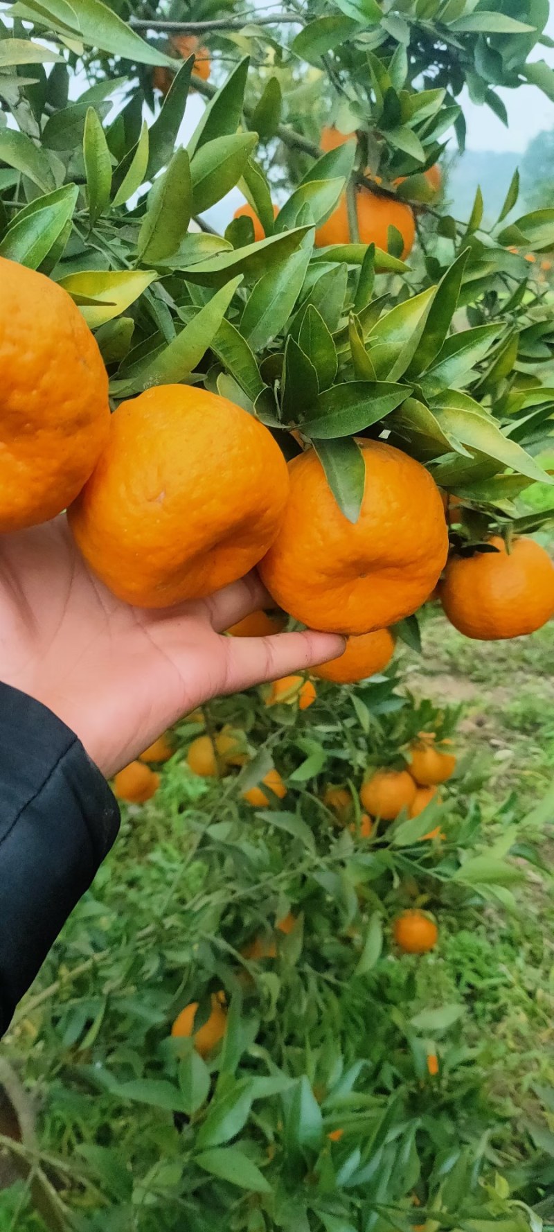 四川晚熟碰柑大量上市棚里面的露天果都有。大基地。