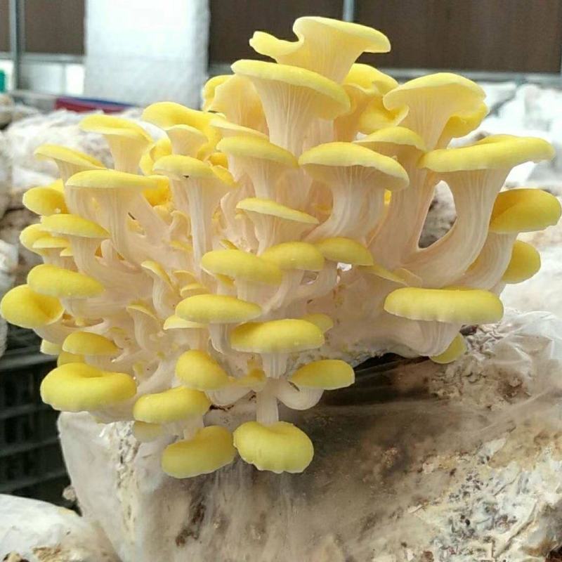 食用菌菌种，榆黄蘑种子，蘑菇种子，栽培种玉皇菇，生产种