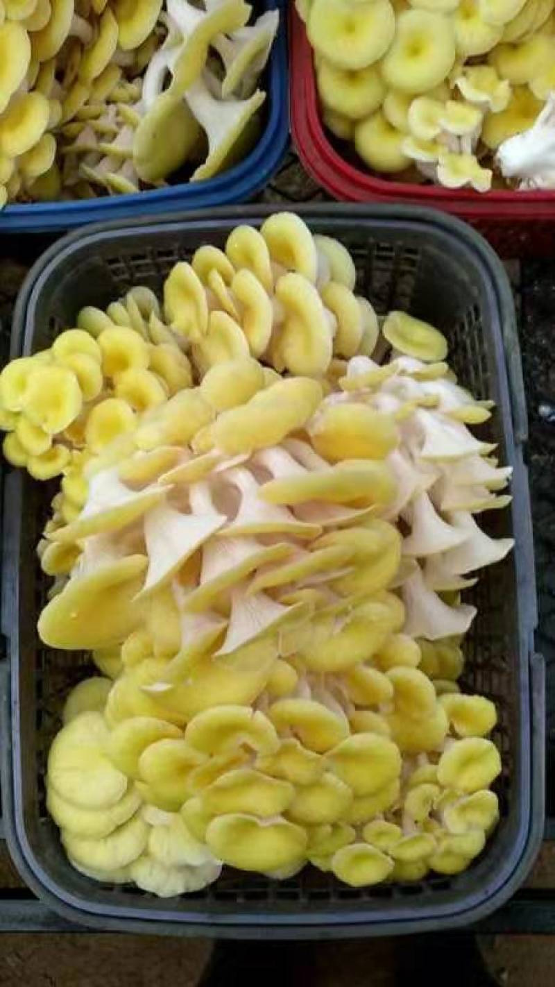食用菌菌种，榆黄蘑种子，蘑菇种子，栽培种玉皇菇，生产种