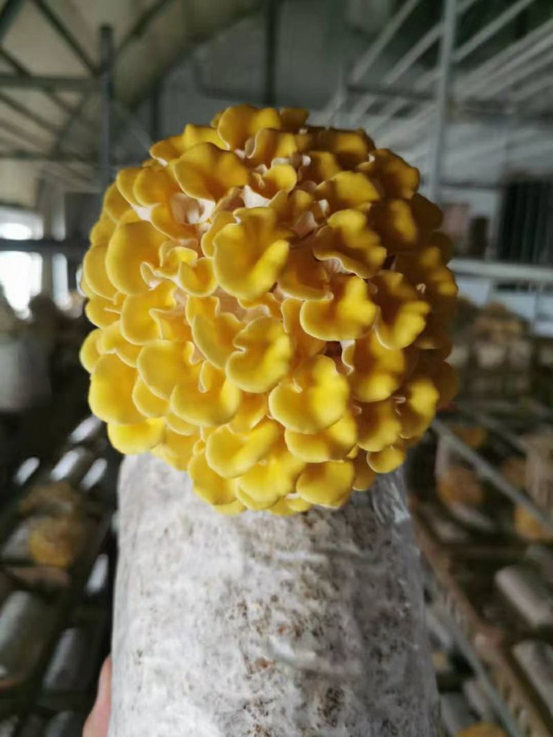 食用菌菌种，榆黄蘑种子，蘑菇种子，栽培种玉皇菇，生产种