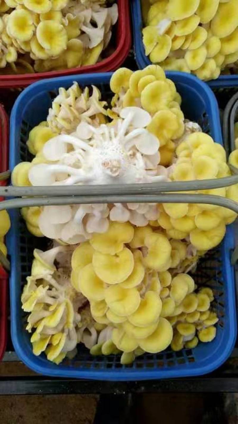 食用菌菌种，榆黄蘑种子，蘑菇种子，栽培种玉皇菇，生产种