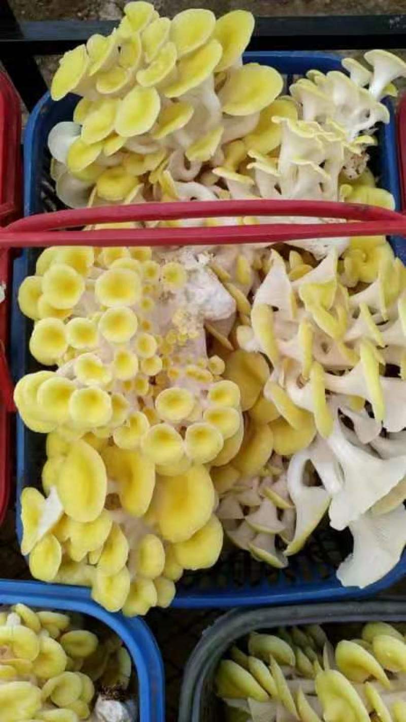 食用菌菌种，榆黄蘑种子，蘑菇种子，栽培种玉皇菇，生产种