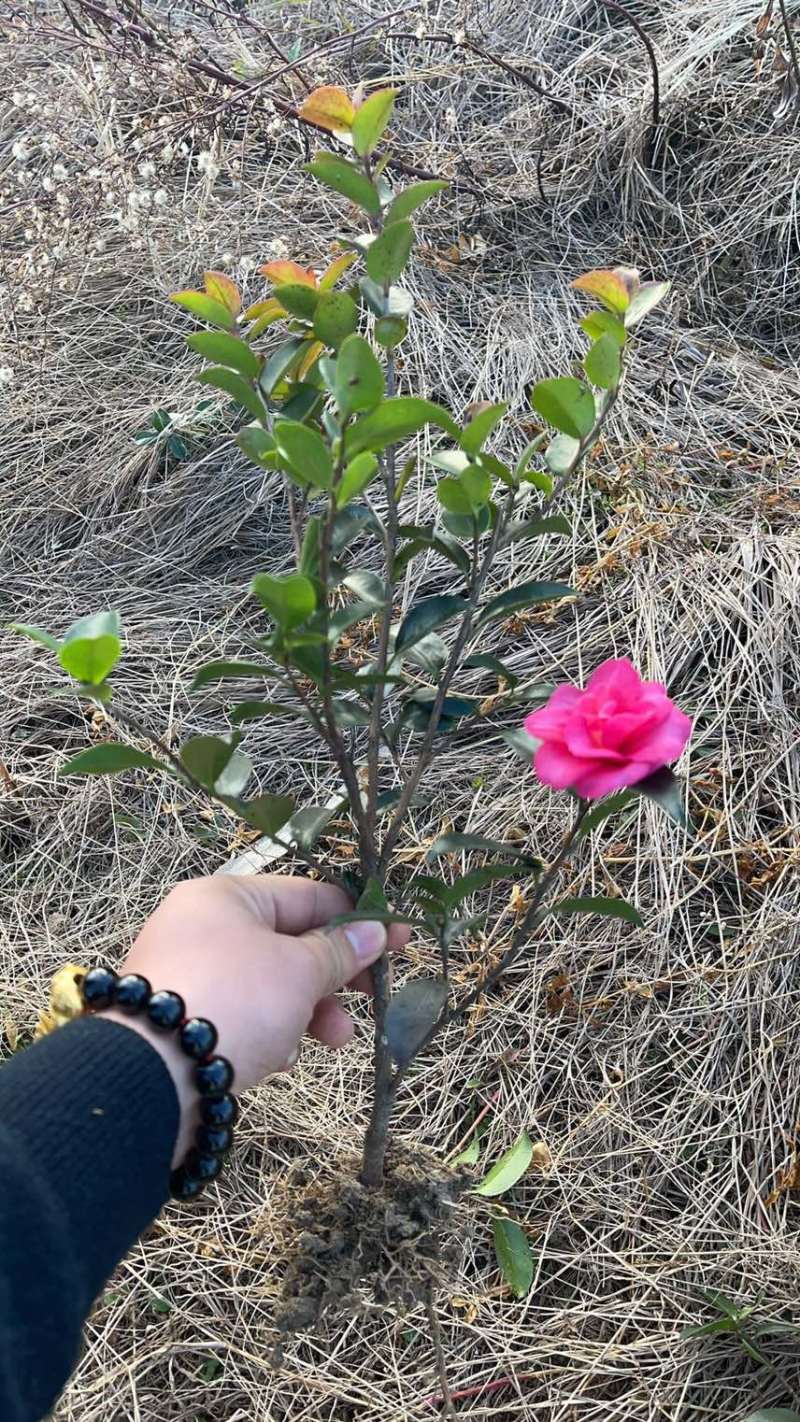 各种规格现挖现发！
