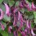 极早生红扁豆种子紫红猪耳朵眉豆种籽摘不败豆角极早熟高产