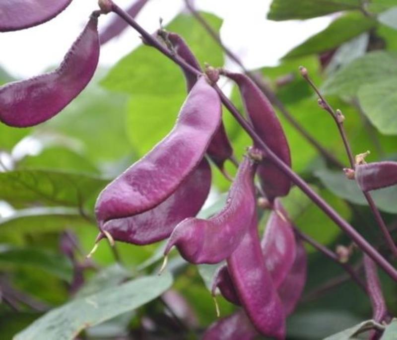 极早生红扁豆种子紫红猪耳朵眉豆种籽摘不败豆角极早熟高产