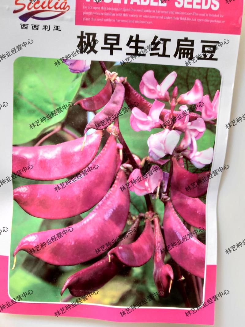 极早生红扁豆种子