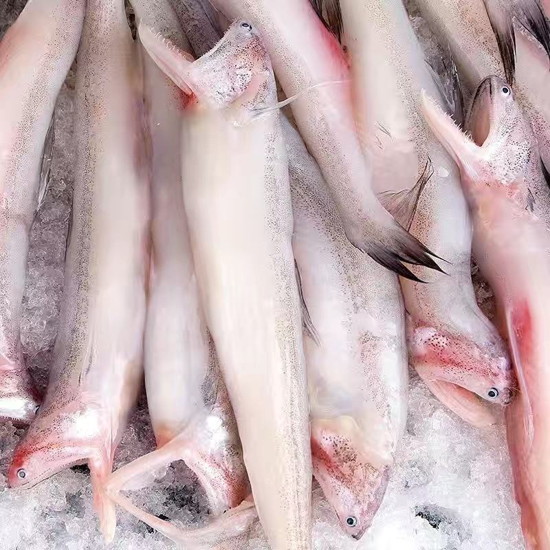批发海鱼龙头鱼棉花鱼豆腐鱼便宜烧烤无小刺