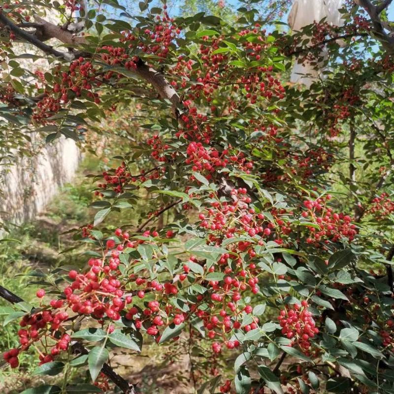 陕西韩城大红袍花椒麻椒鲜红椒高海拔优质产地
